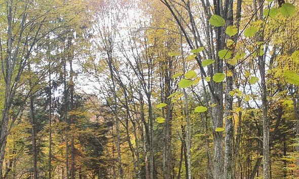 toamna vremea meteo prognoza meteo alba vremea weekend