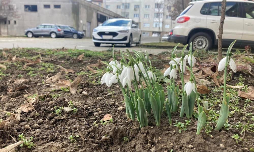 Foto Vestitorii Primăverii La Alba Iulia în Miez De Iarnă Ghioceii