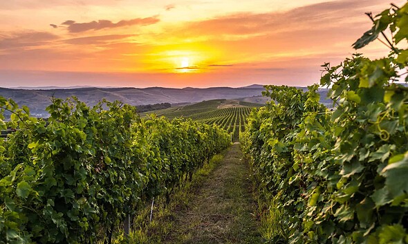 Ziua naţională a gastronomiei şi a vinului românesc