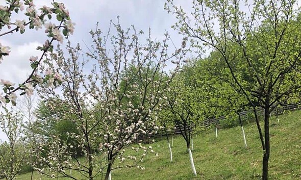 Cum se taie pomii, primăvara