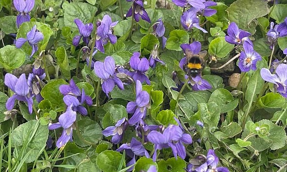 vremea meteo flori martie