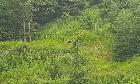 Câți urși sunt în România