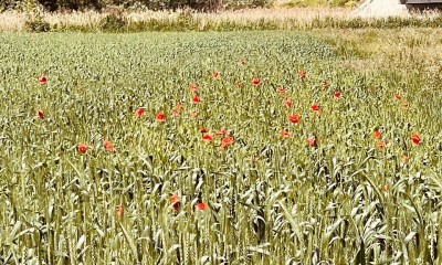 vara meteo vremea prognoza