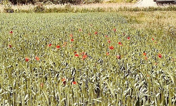 vara meteo vremea prognoza vremea in alba