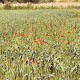 vara meteo vremea prognoza