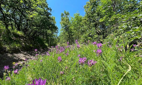 vremea meteo weekend florii