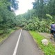 copaci cazuti pe pista de biciclete de pe Mamut