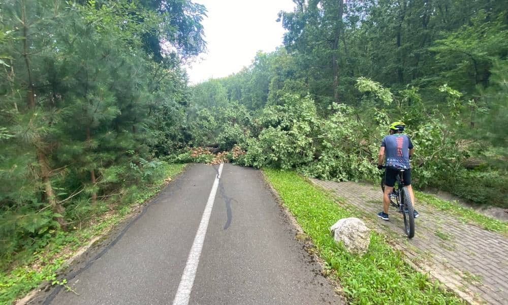 copaci cazuti pe pista de biciclete de pe Mamut