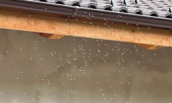 tigrul platanului invazie