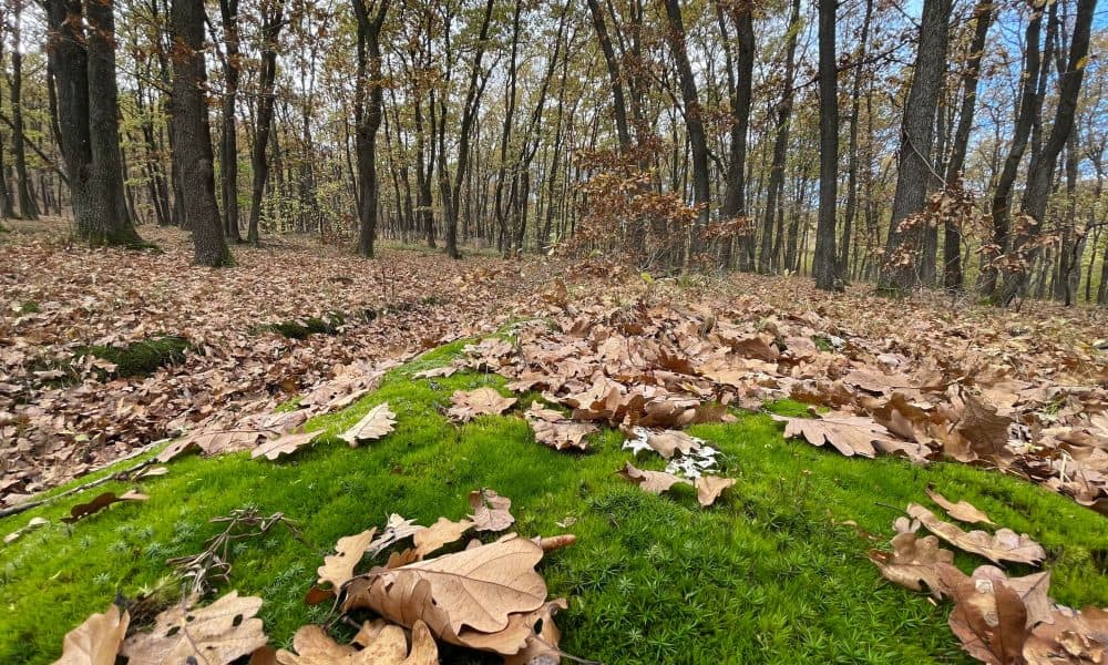 prognoza meteo pe regiuni vremea