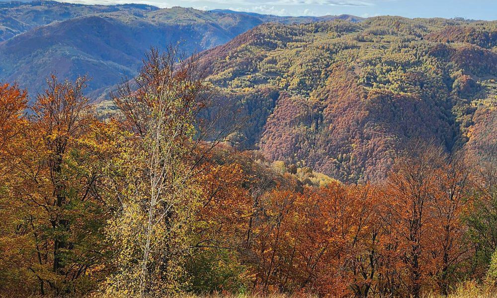 toamna frunze copaci vreme