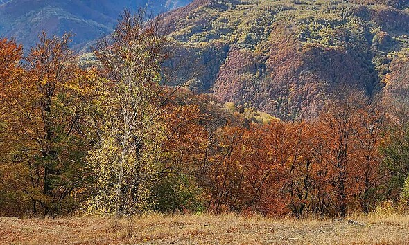 toamna frunze copaci vreme