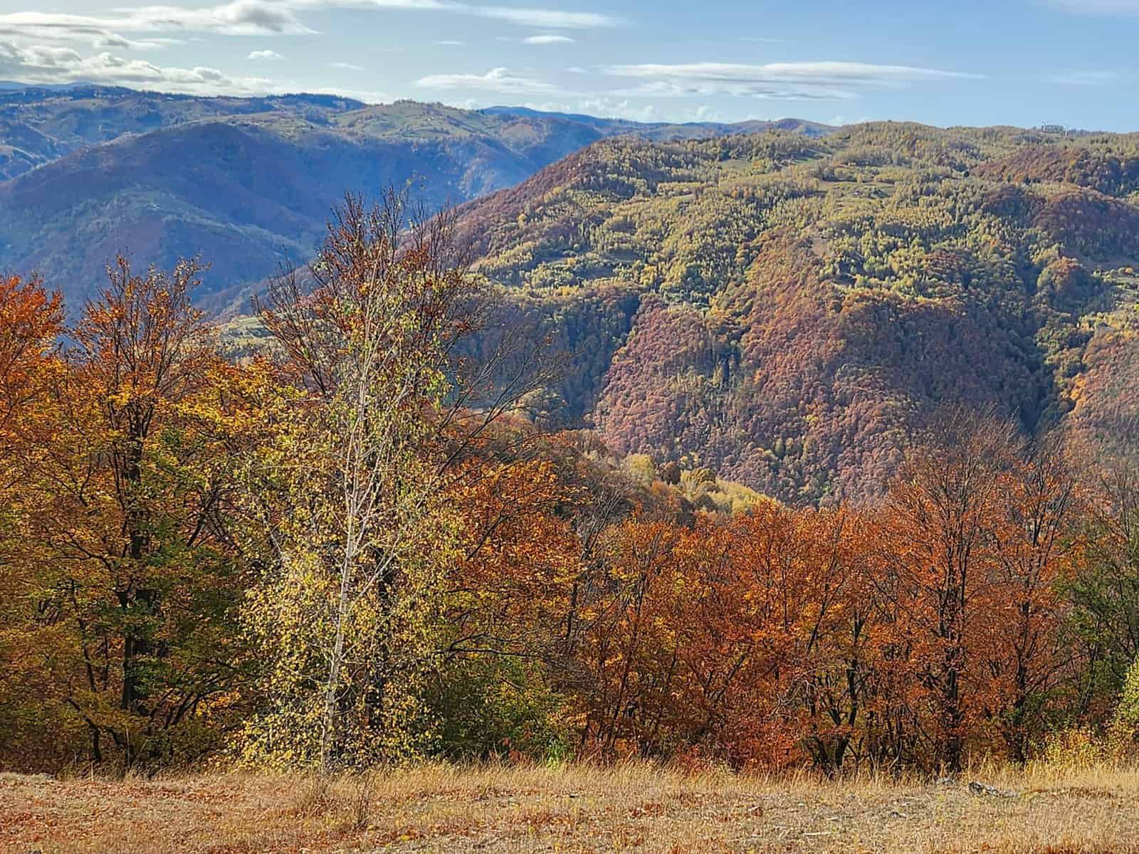 toamna frunze copaci vreme