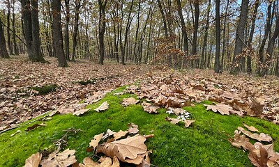toamna padure vremea frunze meteo