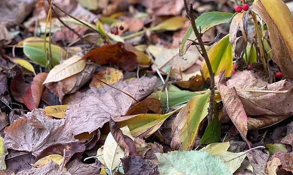meteo frunze toamna prognoza meteo vremea