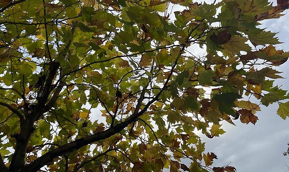 toamna zile mohorate vremea prognoza meteo