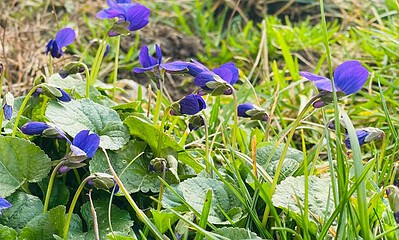 primavara vremea meteo prognoza