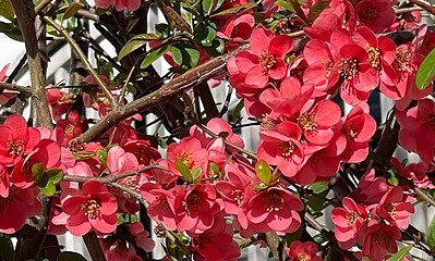 cum va fi vremea de paste și de florii