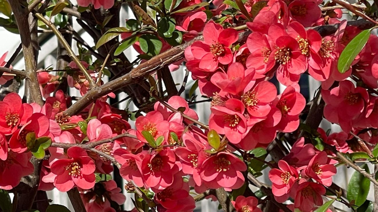copaci infloriti primavara flori vremea meteo prognoza