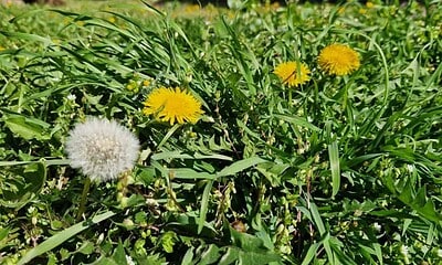 primavara vremea flori iarba meteo flori