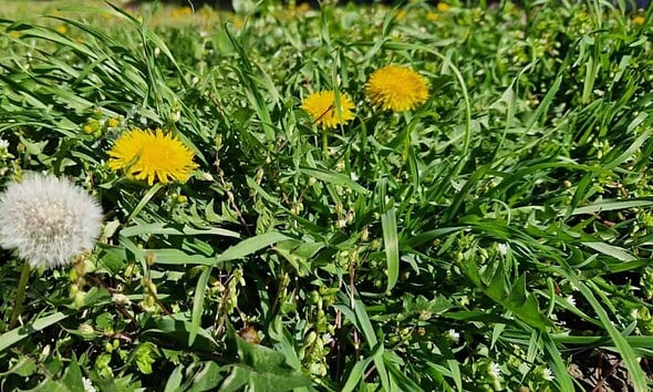primavara vremea flori iarba meteo flori