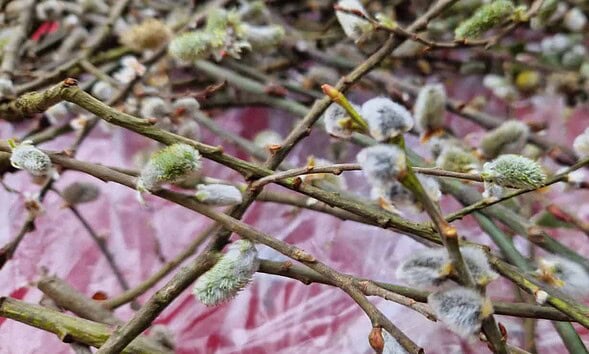 primavara flori vremea meteo prognoza meteo