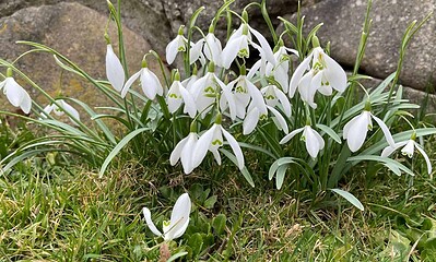 primavara vremea meteo prognoza meteo ghiocei