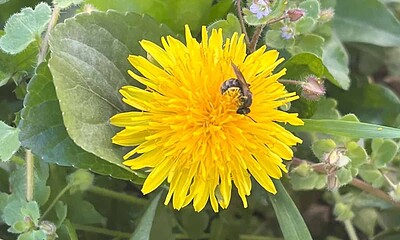 primavara-papadie-floare-albina-vremea