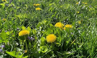 primavara vremea flori papadie meteo