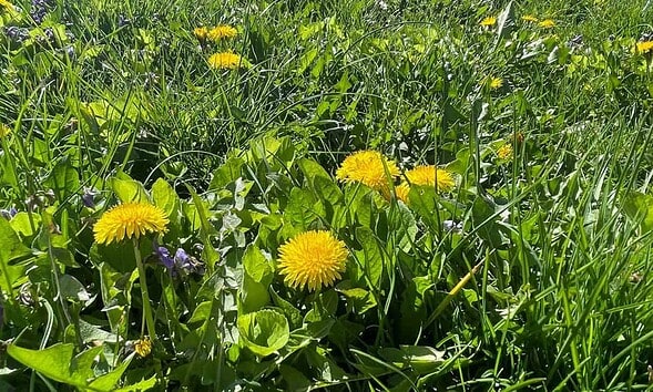 primavara vremea flori papadie meteo