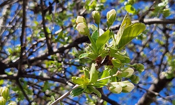 copaci pomi infloriti vremea meteo primavara