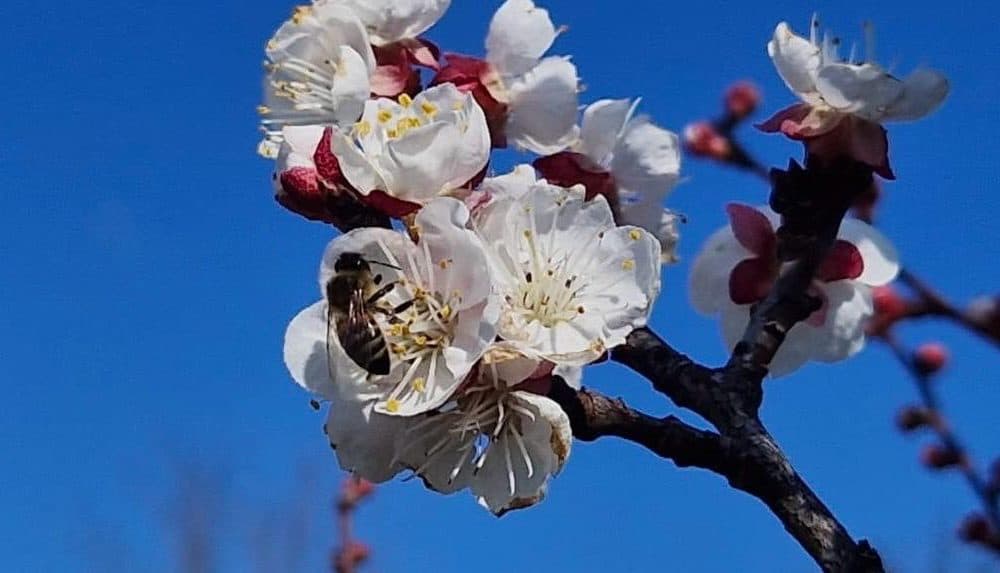 vremea meteo primavara pomi infloriti flori