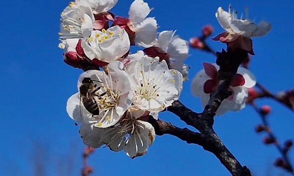 vremea meteo primavara pomi infloriti flori