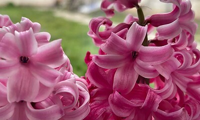 vremea meteo flori prognoza aprilie 2024