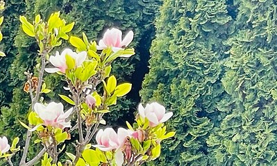 meteo vremea flori copaci infloriti primavara