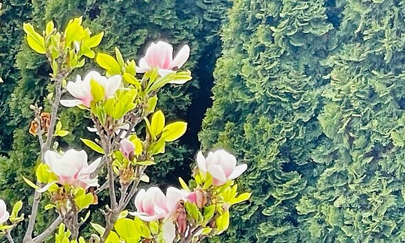 meteo vremea flori copaci infloriti primavara