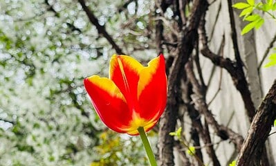 meteo vremea flori copaci infloriti primavara