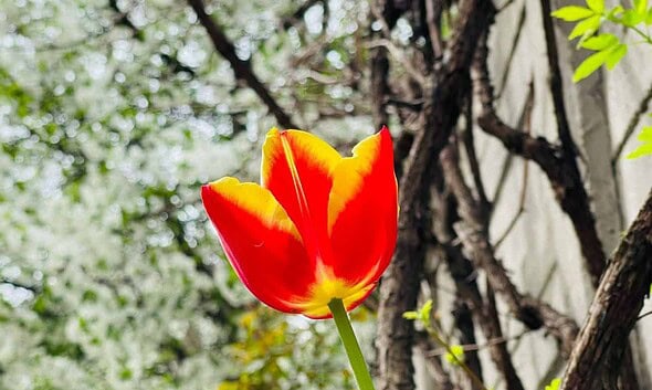 meteo vremea flori copaci infloriti primavara