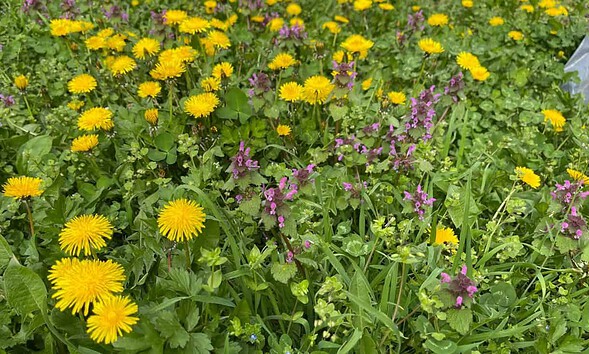 meteo vremea flori copaci infloriti primavara prognoza