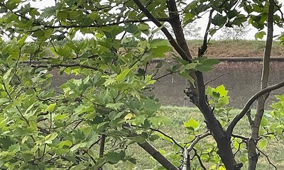 vremea alba meteo prognoza minivacanta 1 mai