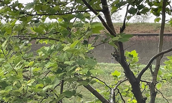 vremea alba meteo prognoza minivacanta 1 mai