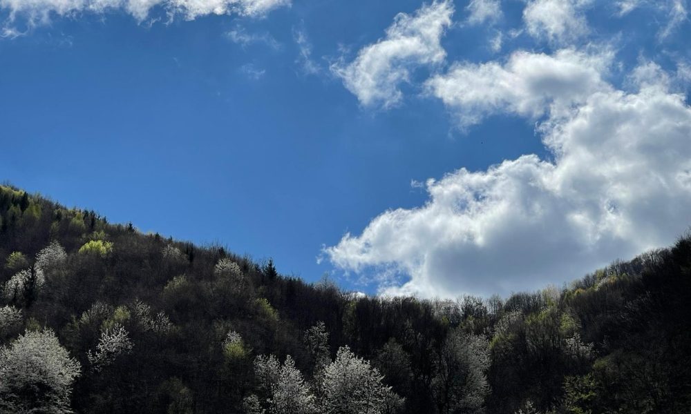 vremea meteo primavara copaci