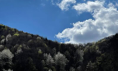 vremea meteo primavara copaci