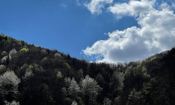 vremea meteo primavara copaci