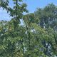 cires cirese pom copac vremea alba24