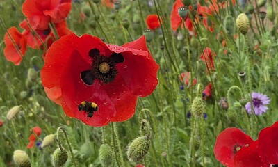 vara vreme meteo flori floare mac