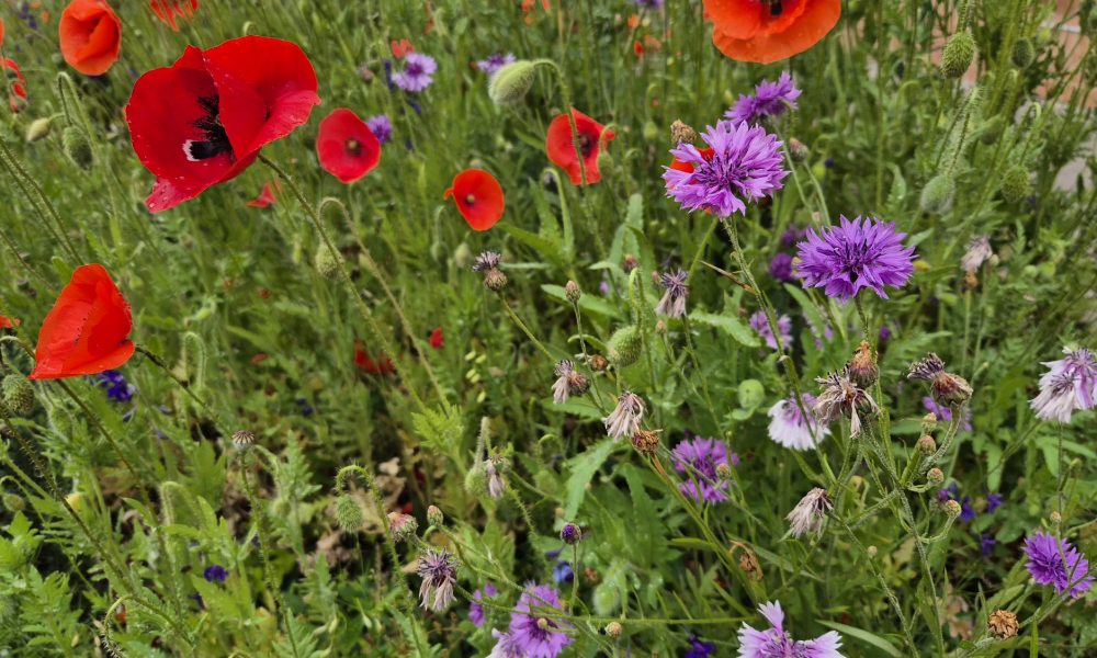 floare flori maci vremea meteo vara