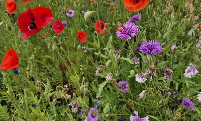 floare flori maci vremea meteo vara