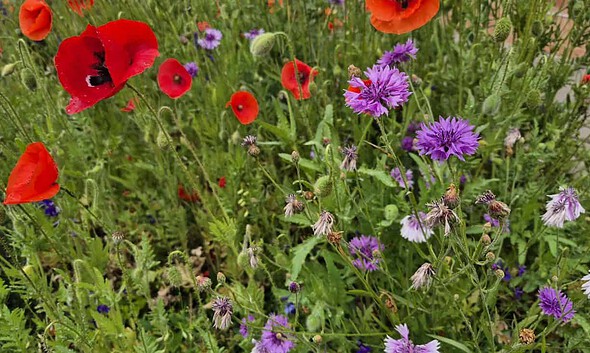 floare flori maci vremea meteo vara
