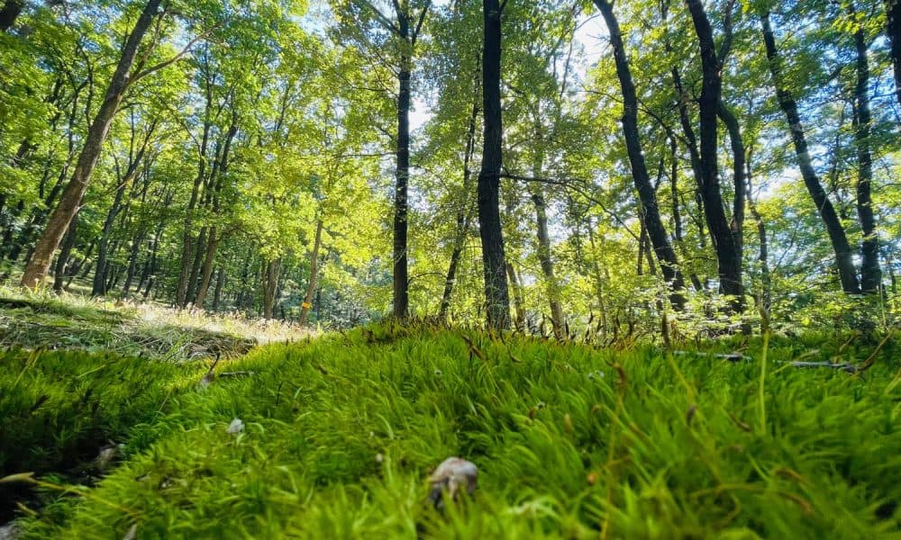 Unde să fugi de caniculă, în Alba